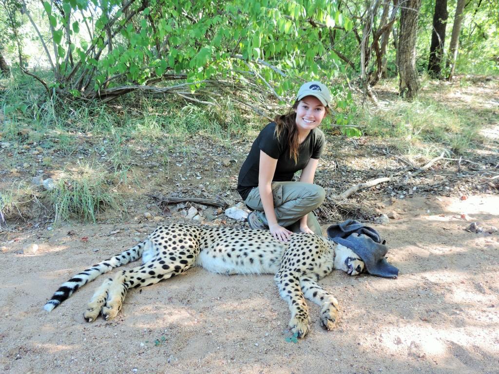 Cheetah anesthetized to be brought back into the reserve