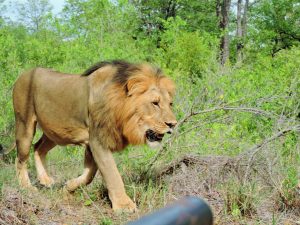 One of the lions on the reserve, Dela